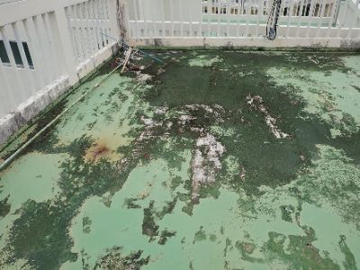 防水塗膜の劣化
